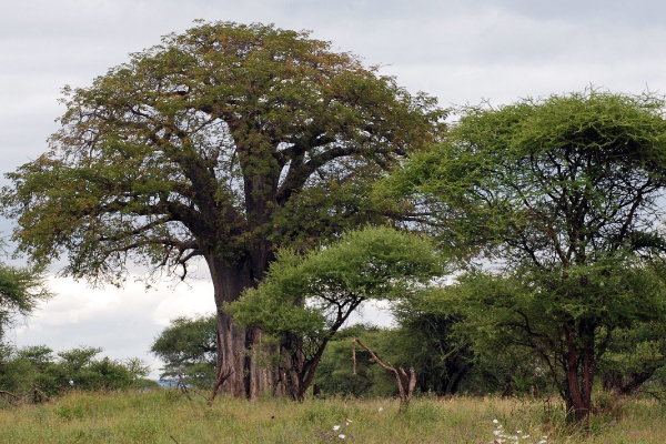 Conservation